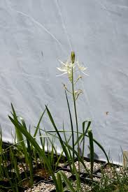Image result for Chlorophytum stenopetalum