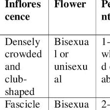 Image result for Phragmanthera crassicaulis