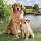 Labrador Retriever Dog Breed Information