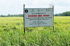 Farmers lose an estimated average of 37% of their rice crop to pests and diseases every year. Integrated Pest Management In Rice Demonstrates Promising Results In Vietnam