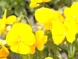 Check spelling or type a new query. 25 Yellow Flowers For Gardens Perennials Annuals With Yellow Blossoms