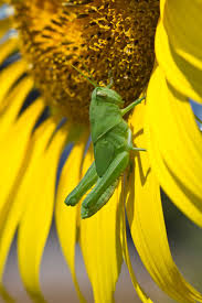 5% coupon applied at checkout. Sunflowers Pests And Sunflower Problems