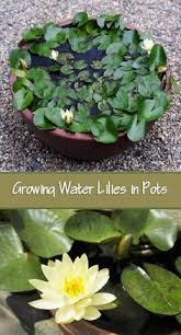 When your sediments start to settle in the bottom, compress the soil a little. Learn How To Grow Water Lilies In Pots Easy Water Garden Container Water Gardens Indoor Water Garden Water Lilies
