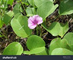Image result for Ipomoea asarifolia