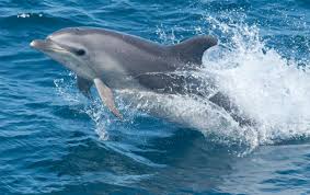Common Bottlenose Dolphin Common Bottlenose Dolphin Bottlenose Dolphin Dolphins
