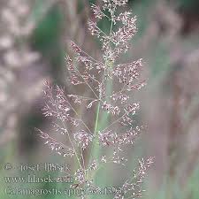 Image result for Agrostis epigejos