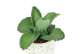 Image result for Kalanchoe daigremontiana