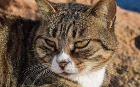 Beautiful Cat Wallpaper 4k 5k Cat Wallpaper Beautiful Cat Cats