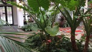 Image result for Hydrostachys polymorpha