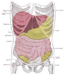 It is located between the stomach and the jejunum. Surface Markings Of The Abdomen Human Anatomy