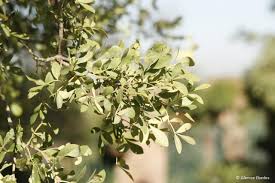 Image result for Schrebera