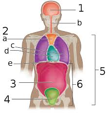 These three bones are also known as the innominate bones, pelvic bones or coxal bones. Pelvic Cavity Wikipedia