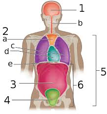 10/4/2021 · this is also known as the medial compartment of the thigh that consists of the adductor anatomy male groin diagram of male groin electrical wiring diagrams.… continue reading →. Pelvic Cavity Wikipedia