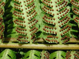 Image result for Cyatheaceae