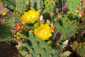 By shaun weston 31 january 2014. Organic Nopal Cactus Powder From Pure Raw Fresh Non Gmo Cactus