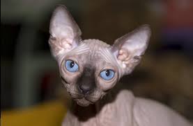 pin na doske canadian sphynx devonrex and other hairless cats