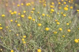 Image result for Pentzia