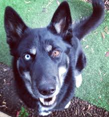 Black And White German Shepherd With Blue Eyes One Other Factor To Consider Is That Even Though This Blue Eyed Trait Has To Be At Least Partially Dominant I Husky With Blue Eyes Black Husky All Black Husky