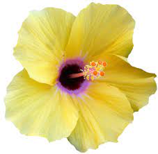 An Entry From Transparent Flowers Powered By Tumblr Com Digital Flowers Transparent Flowers Flowers