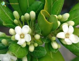 Image result for Pittosporaceae