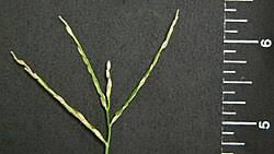 Image result for Digitaria seriata