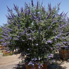 Image result for Vitex obovata