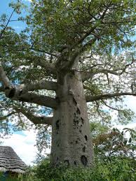 Image result for Adansonia digitata