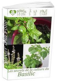 Maladies Et Parasites Communs Au Potager Basilic Blog Jardin Potager