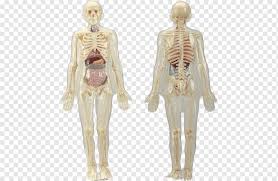 Jan 24, 2020 · in anatomy, each temporal bone is composed of five parts: Human Skeleton Human Body Bone Human Anatomy Organ Skeleton Hand Bones Human Png Pngwing