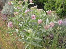 7 Spring Planting Secrets For Growing Great Milkweed Plants Milkweed Plant Asclepias Monarch Butterfly Garden