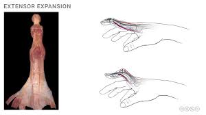 Image result for Elson Extensor Tendon Test