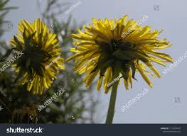 Image result for Taraxacum sp.