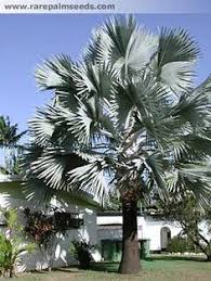 Maybe you would like to learn more about one of these? 33 Bismarckia Nobilis Ideas Nobilis Plants Landscape
