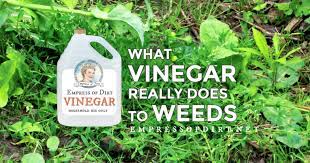 Vinegar As A Weed