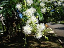 Image result for Mimosa bimucronata