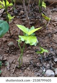 Image result for Vangueria esculenta