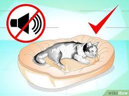 You probably think it's a complicated process to learn last, but not least, run your hands the full length of your cat's tail, feeling the cat fur and skin and the underlying bones. How To Treat A Cat S Broken Tail 9 Steps With Pictures