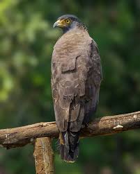 Birds Of West Texas Beautiful Birds Photos Of The World By Sameer Deshpande Bird Photo Beautiful Birds Bird Photography