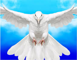 Gambar merpati merpati putih burung kota makanan 4608x3072 via pxhere.com. 3d Ruang Wallpaper Kustom Mural Langit Biru Putih Merpati Putih Bunga Jantung Dekorasi Langit Langit Mural Foto Wallpaper Untuk Dinding 3d Wallpaper For Walls 3d Photo Wallpaper3d Room Wallpaper Aliexpress