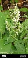 Image result for Hypoestes forskaolii