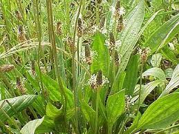 Image result for Plantago