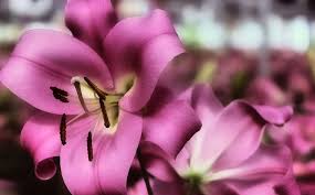 Parade these gems in front of a border or plant en masse for a phenomenal garden display, or showcase them inside as a glamorous bouquet. Dammann S Garden Company Growing Lilies