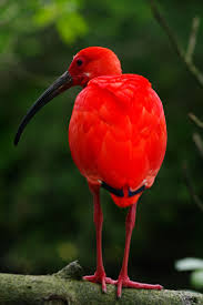 Birds Of A Feather Song Rio Scarlet Ibis By Suit N Shades Submitted By Earth Song Oiseaux Exotiques Oiseaux Droles Jolis Oiseaux