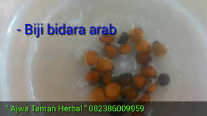 Cara Semai Biji Menanam Bidara Arab Sidr Youtube