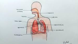 Cara Menggambar Sistem Pernapasan Manusia Youtube