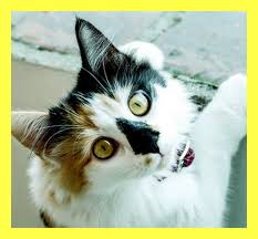 Be sure to inject all of the vaccination liquid into your cat. Vitamin B12 Diabetic Cat Care