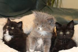 Advertise, sell, buy and rehome british longhair cats and kittens with pets4homes. British Longhair Cats For Sale Colorado Springs Co 242855
