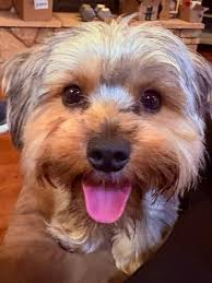 My boy (Sparky)wants my attention! Mr Ears! Lol