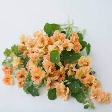 Pin On Flower
