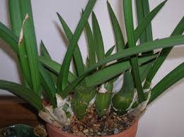 Image result for Eulophia seleensis